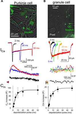 Dynamic Factors for Transmitter Release at Small Presynaptic Boutons Revealed by Direct Patch-Clamp Recordings